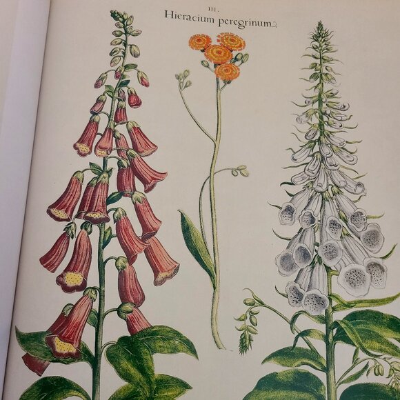 The Book of Plants: The Complete Plates (Taschen 25th Anniversary) Hardc… - Picture 11 of 15